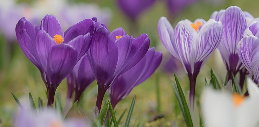 Krokus