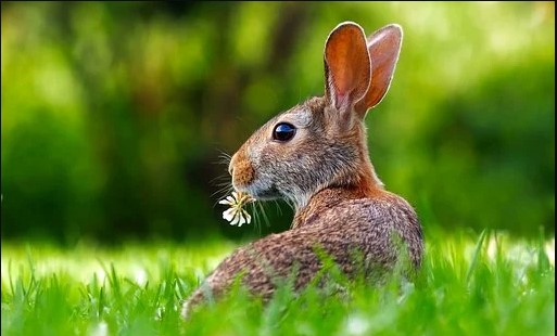 Osterhase