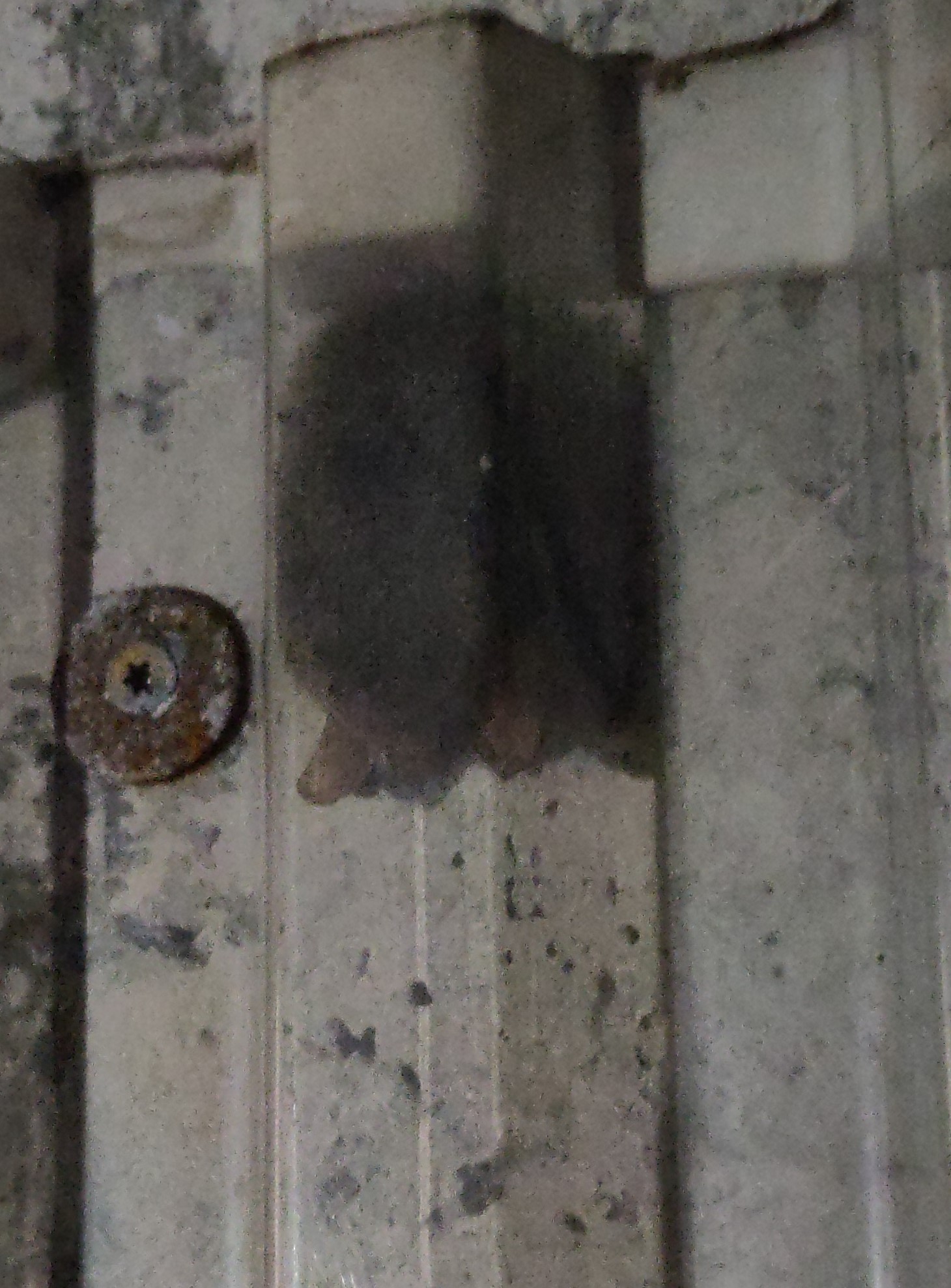 Fledermaus