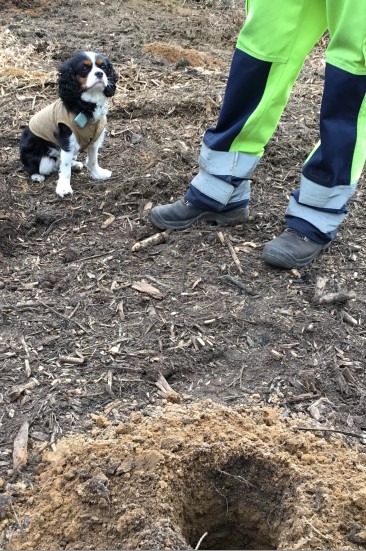 Ein Hund war auch dabei